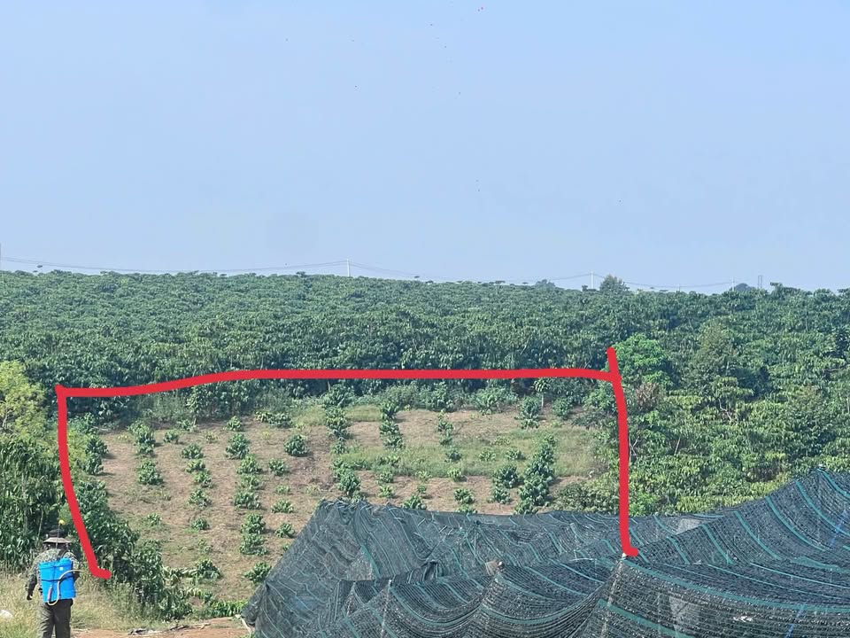 Đất Vườn Phường 1 Bảo Lộc 5000m² Giá 3.25 Tỷ - Quy Hoạch Phủ Hồng!