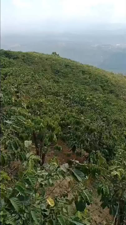 Đất vườn Liên Đầm Di Linh 9 sào giá 1.1 tỷ - Nghỉ dưỡng lý tưởng!