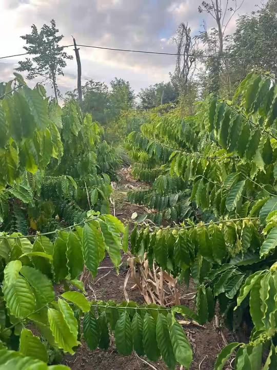 Đất vườn Cuôr KNia, Buôn Đôn 8000m² - Đầu tư dài hạn!