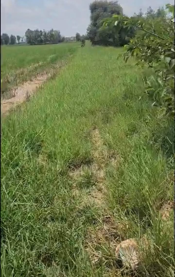 Đất nền Ấp 5 Mỹ Quý Đông, Long An 2000m² - Tiềm năng tăng giá!