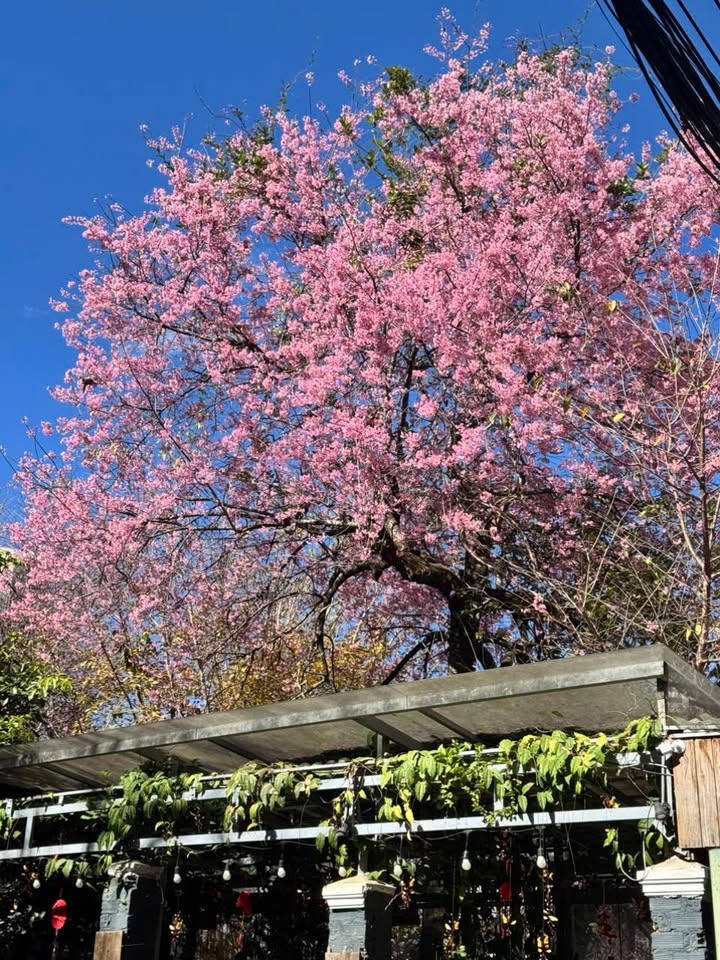 Nhà mặt tiền Trần Nhật Duật, Đà Lạt 100m² - Mặt tiền kinh doanh đắc địa!