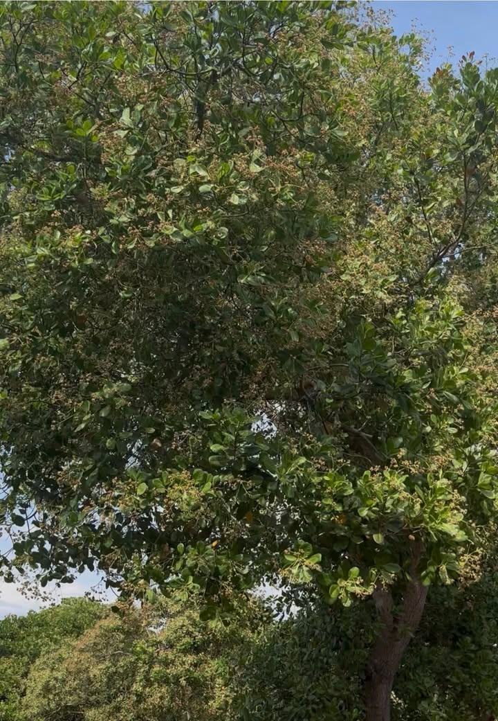 Đất nông nghiệp 5ha tại Phú Nghĩa, Đồng Nai - Giá 170 triệu, thương lượng