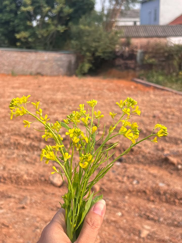 Đất nền Tiền Phong, Mê Linh 58m² dưới 4 tỷ - Đường to ô tô vào tận đất!