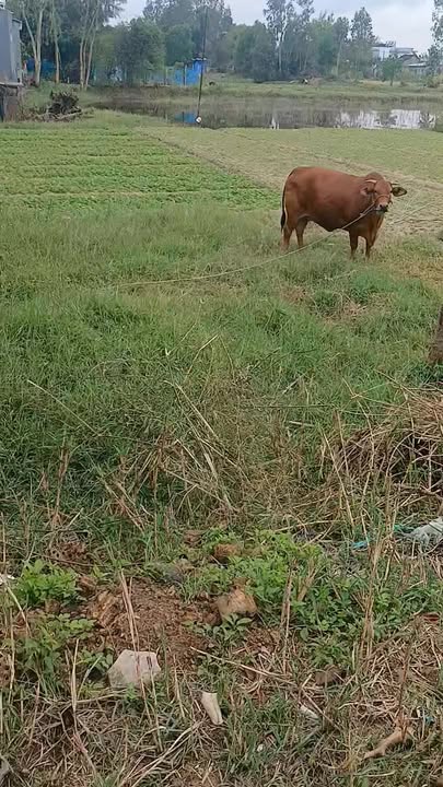 Đất nền Duy Nghĩa 1200m² giá 13 tỷ - Sổ hồng chính chủ sẵn sàng