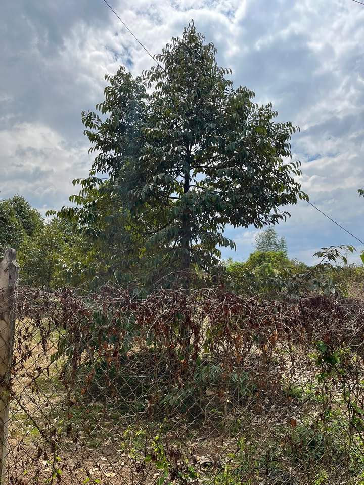 Vườn sầu riêng Dầu Giây 360m² giá 1.3 tỷ - Đường ô tô vào tận nơi!