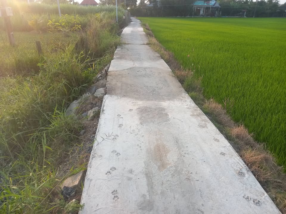 Đất nền Vĩnh Bình Gò Công Tây 502m² - Sổ hồng chính chủ, giá ngộp bank