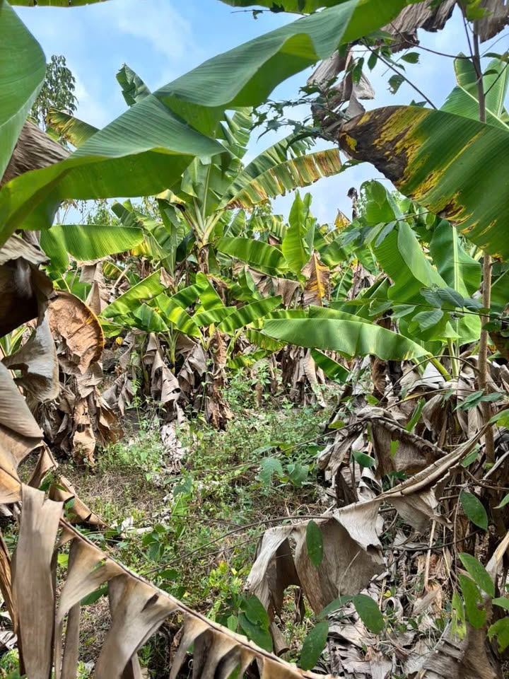 Cho thuê đất 30.000m² Phú Hòa, Định Quán - Hoạt động ngay, giá tốt!