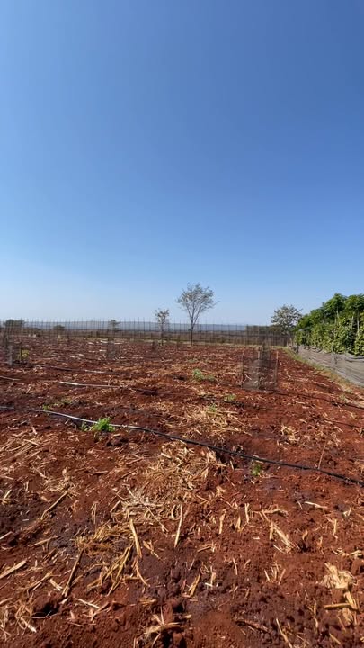 Bán Farm Chư Pưh Gia Lai 22.000m² - 2.2 tỷ - Đầu tư dài hạn