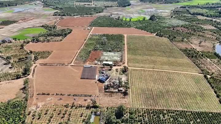 Farm 13,5ha tại Ia Hrung, Gia Lai giá 40.5 tỷ - Đầu tư sinh lời ngay!