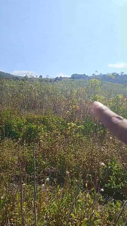 Thuê đất nông nghiệp Cát Chánh Phù Cát 3420m² - Đầu tư dài hạn!