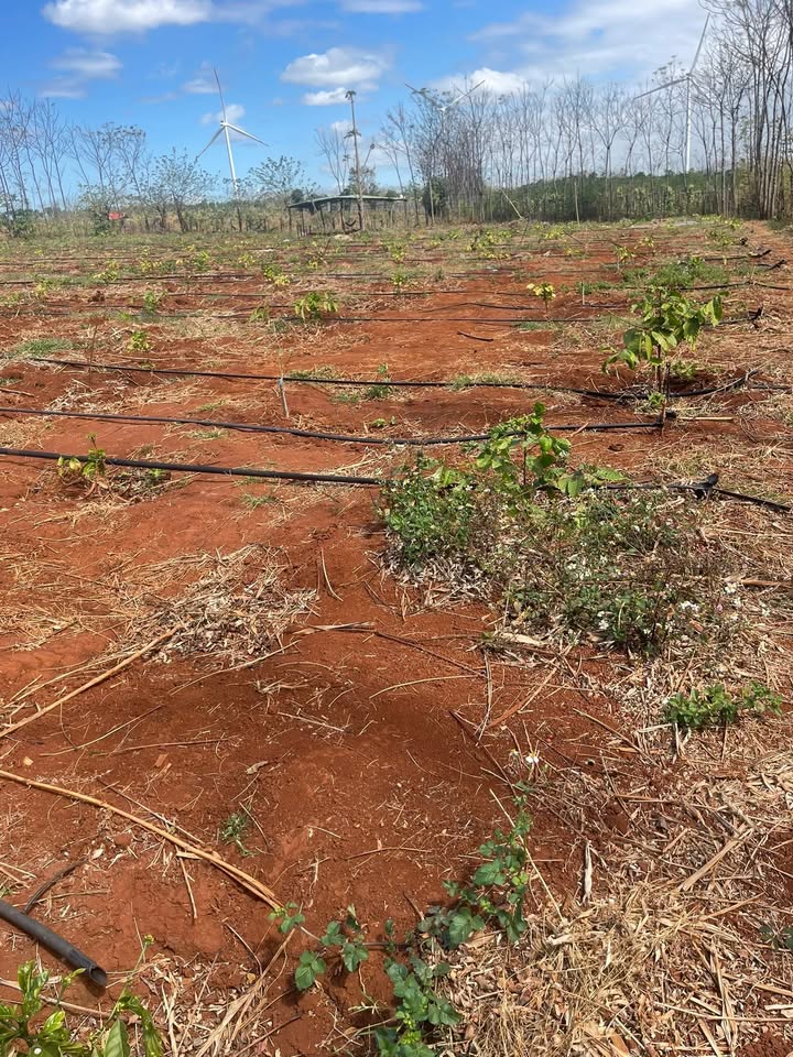 Đất vườn Chư Pưh Gia Lai 7.000m² giá hơn 1 tỷ - Nghỉ dưỡng lý tưởng!