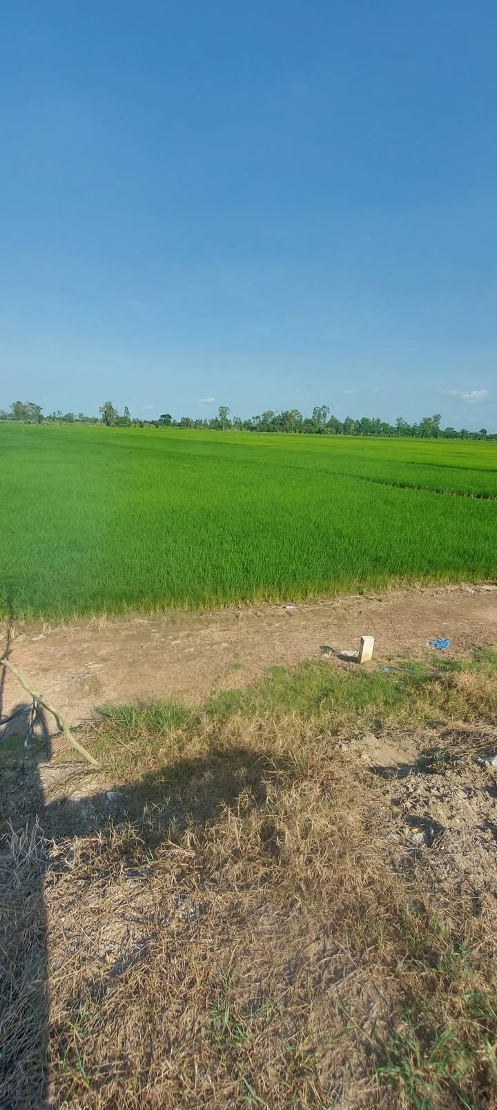 Đất Vườn 6000m² Mặt Tiền ĐT846 Tân Nghĩa, Cao Lãnh - Giá Đầu Tư