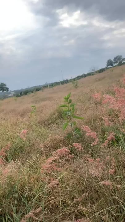 Đất nền 4500m² tại xã Liên Hiệp, Đức Trọng, giá 1.665 tỷ - Đầu tư lý tưởng!