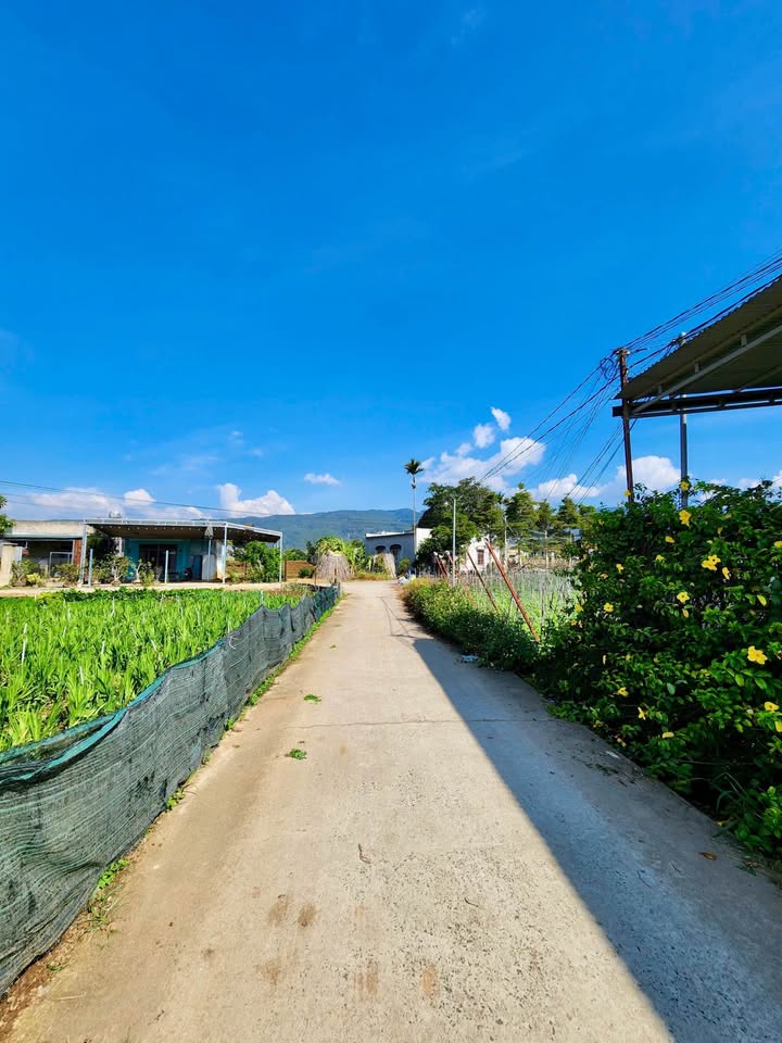 Đất Vườn 550m² Đường Nhánh Nguyễn Chí Thanh, Đơn Dương - Sổ Đỏ Sẵn Sàng