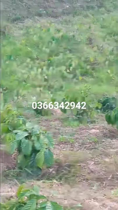 Đất Farm 8000m² tại Xã Đạ M' Rong, Huyện Đam Rông - Giá chỉ 400 triệu VND, Cơ hội đầu tư hấp dẫn!