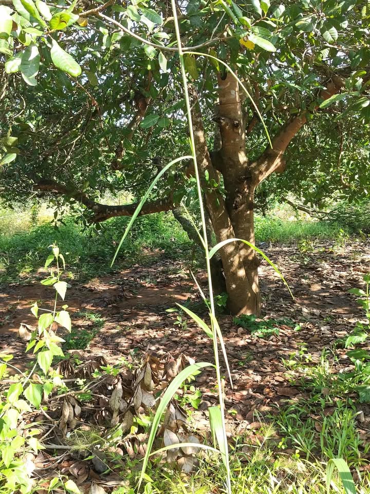 Đất Vườn Xã Đức Thuận, Tánh Linh 5ha giá 850 triệu - Đầu tư dài hạn!