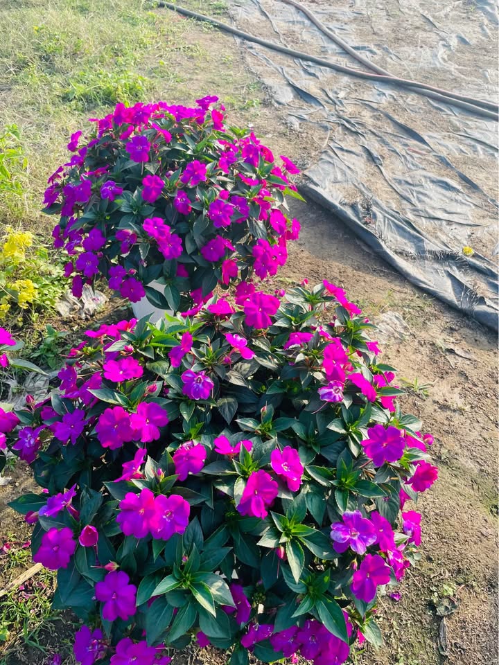 Đất nền Trần Thủ Độ, Điện Bàn 135.4m² - Đường to ô tô, kinh doanh sầm uất!