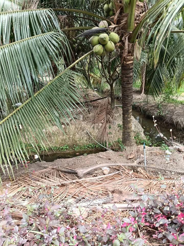 Bán Đất Vườn Long Hòa Bình Đại 539m² 480 Triệu - Nghỉ Dưỡng Lý Tưởng!