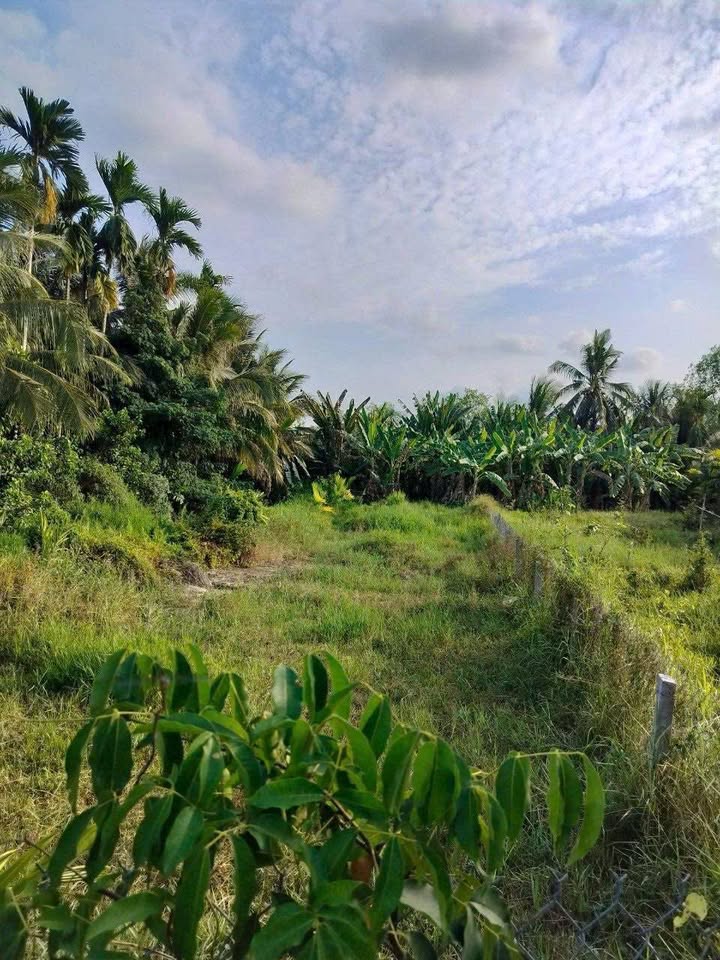 Đất 2 mặt tiền tại Ấp Đức Hiệp, Trà Vinh 660m² giá 550 triệu - Cơ hội đầu tư hấp dẫn!