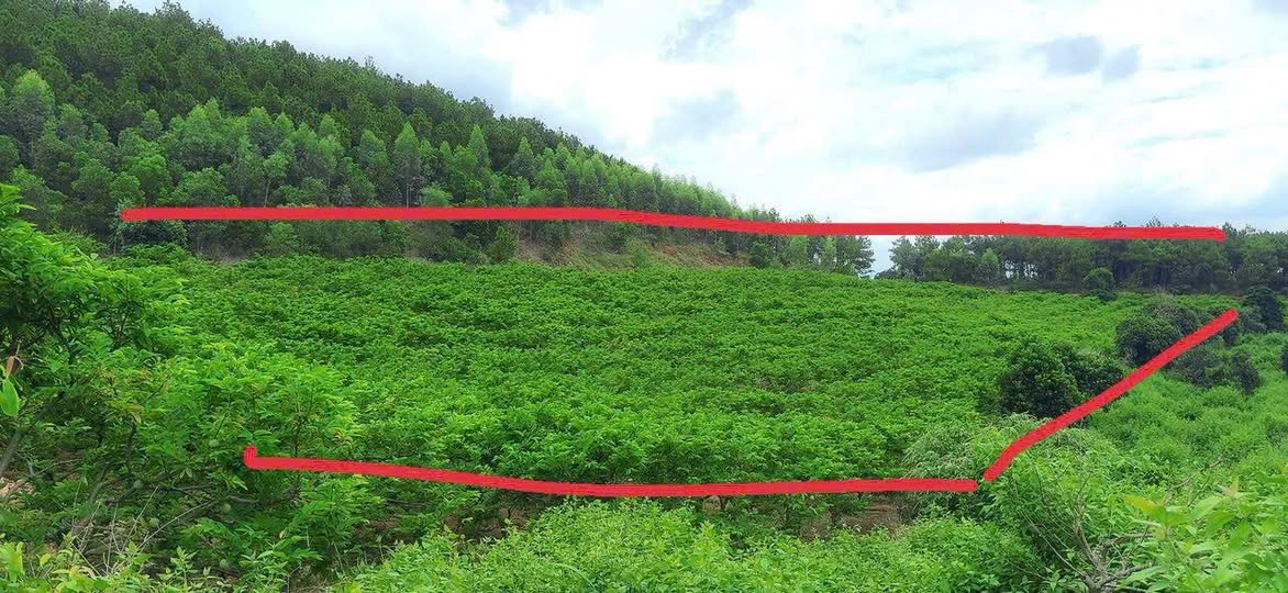 Đất Vườn An Sinh Đông Triều 10997m² - Sổ Đỏ Riêng - Thu Nhập Kép