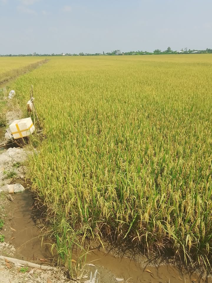 Đất nông nghiệp 13 công tại Nhơn Hòa, Tân Thạnh - Giá chỉ 1.69 tỷ!