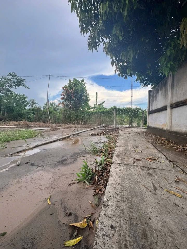 Đất nền Ấp 4, Mỹ Thạnh, Tân Trụ 95m² giá 290 triệu - Cơ hội đầu tư hiếm có!