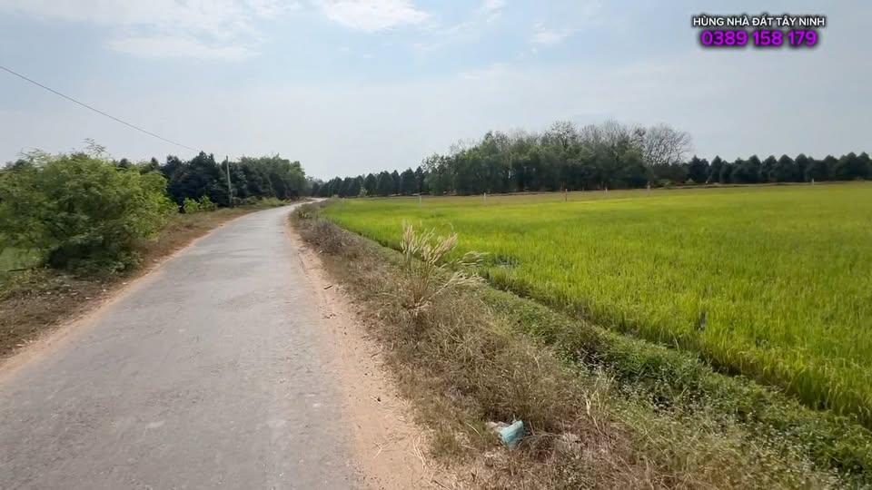 Đất Nền Gò Dầu, Tây Ninh - 175m², Giá 4xx Triệu, Gần KCN Hiệp Thạnh