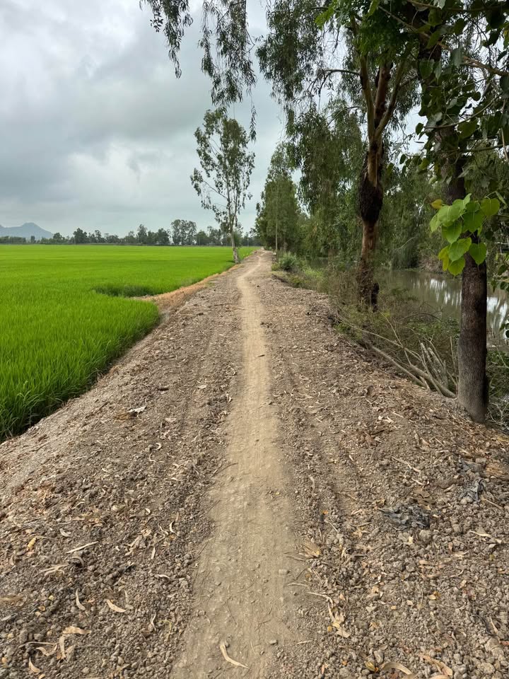 Đất nông nghiệp Tây Phú, Thoại Sơn, An Giang 27.000m² giá 3.51 tỷ - Cơ hội đầu tư tuyệt vời!