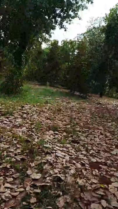 Bán Đất Farm Bù Đăng 7ha Giá 5.25 Tỷ - Nghỉ Dưỡng Lý Tưởng