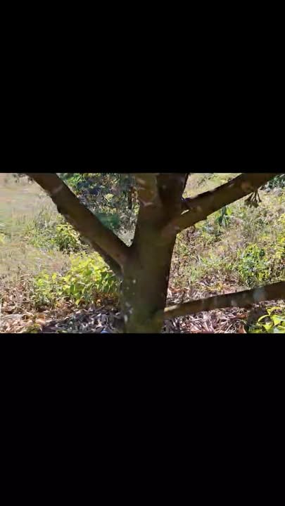 Đất nông nghiệp Phú Sơn, Bù Đăng 10.000m² giá chỉ 390 triệu - Cơ hội đầu tư hấp dẫn!