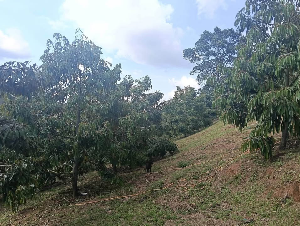 Bán đất vườn Lộc Nam Bảo Lâm 3200m² - Sổ đỏ chính chủ, 400m² thổ cư