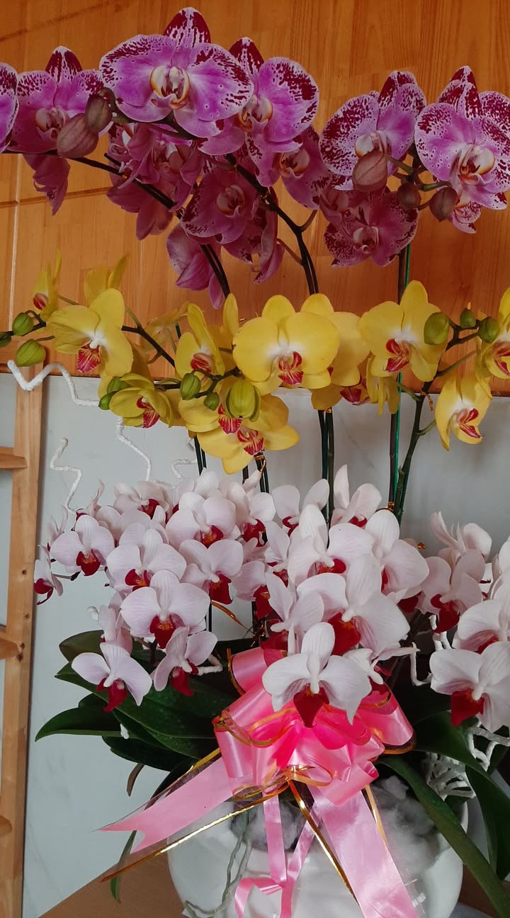 Đất nền Bảo Lâm 180m² giá 850 triệu - Sổ đỏ chính chủ!