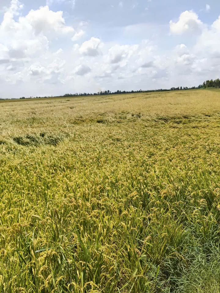 Bán 550.000m² Đất Lúa Giang Thành Kiên Giang - Sổ Đỏ Chính Chủ