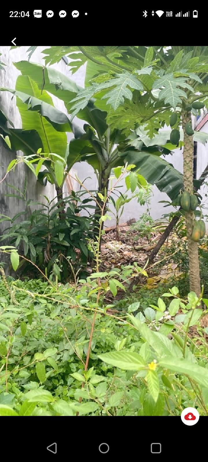 Đất nền Ngũ Hiệp, Thanh Trì 36.8m² - Sổ đỏ chính chủ, ô tô vào tận nơi