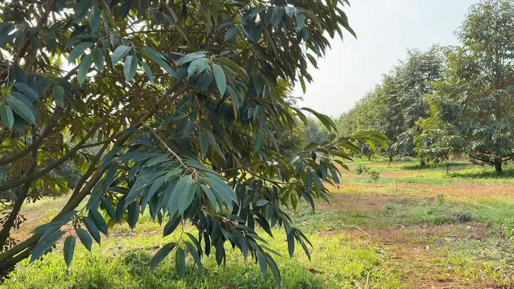 Farm sầu riêng Nghĩa Trung, Bù Đăng 4ha giá 12 tỷ - Đầu tư sinh lời hấp dẫn!