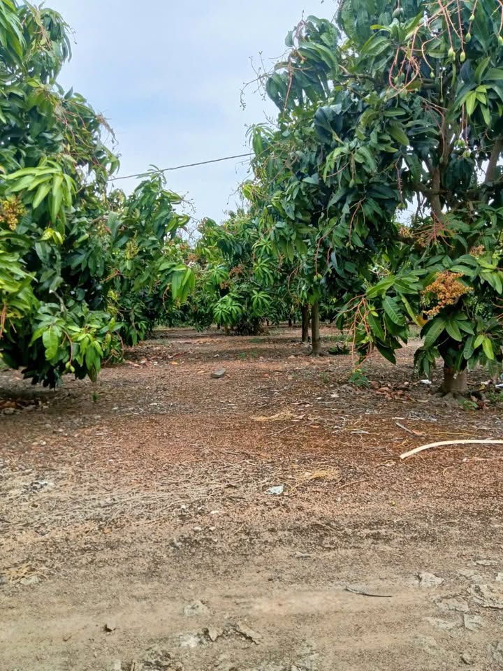 Farm đất đen Đắk Wil 4,2ha giá 2,9 tỷ - Đầu tư sinh lời hấp dẫn!