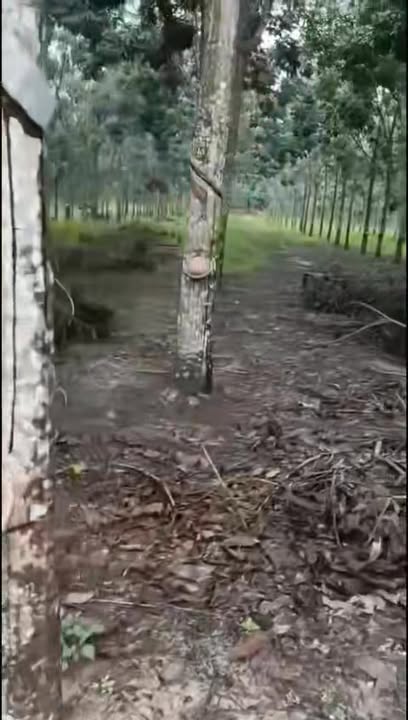 Bán Đất Vườn Cao Su Tánh Linh 27ha Giá 1.5 Tỷ/ha - Đầu Tư Dài Hạn