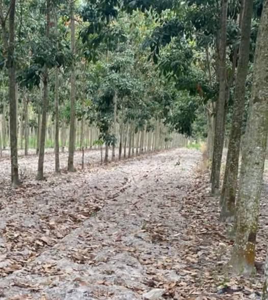 Đất Vườn Tân Châu Tây Ninh 3600m² Giá 510 Triệu - Đầu Tư Dài Hạn