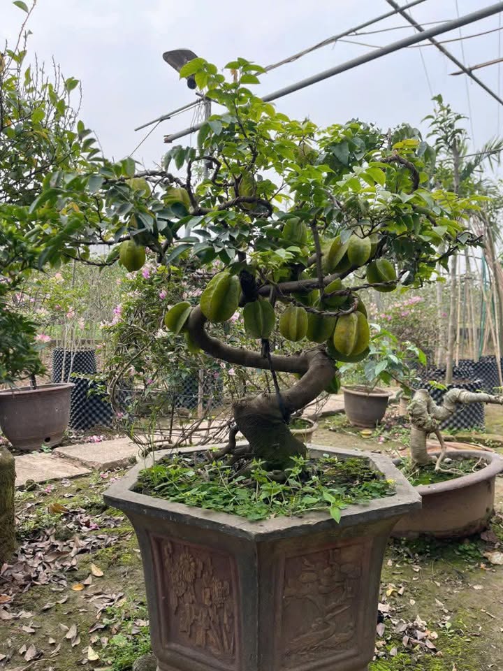 Đất Vàng Mặt Tiền ĐT304 Vĩnh Tường, Vĩnh Phúc - 213m² Kinh Doanh Đắc Địa