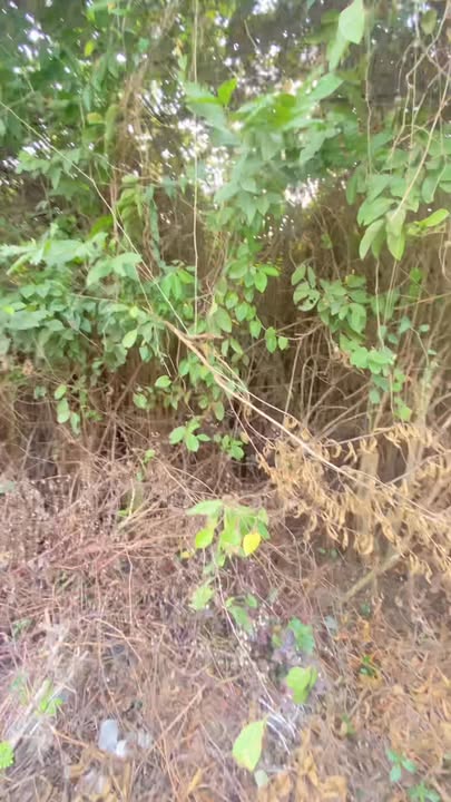 Đất nền QL54 Tam Ngãi Vĩnh Long 230m² - Mặt tiền kinh doanh đỉnh