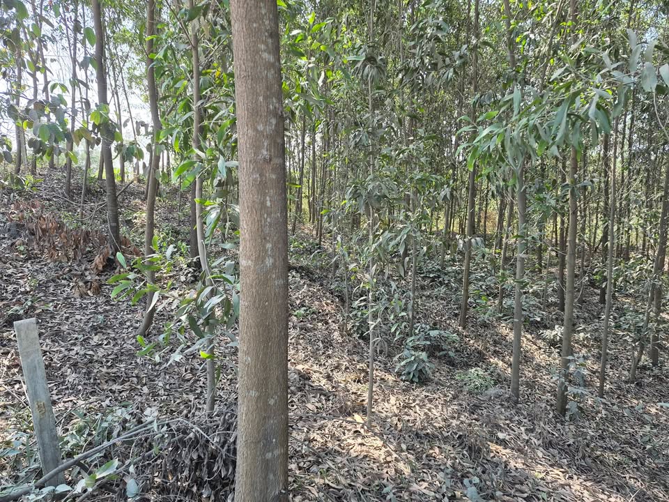 Đất nền 1 sào tại Phường Phước Tân, Biên Hòa - Đồng Nai giá 17.92 tỷ - Đầu tư sinh lời hấp dẫn!