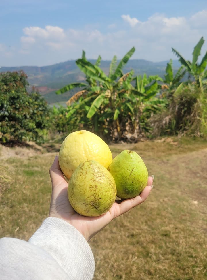 Đất nền Di Linh 432m² - Sổ đỏ sẵn sàng, bán gấp!