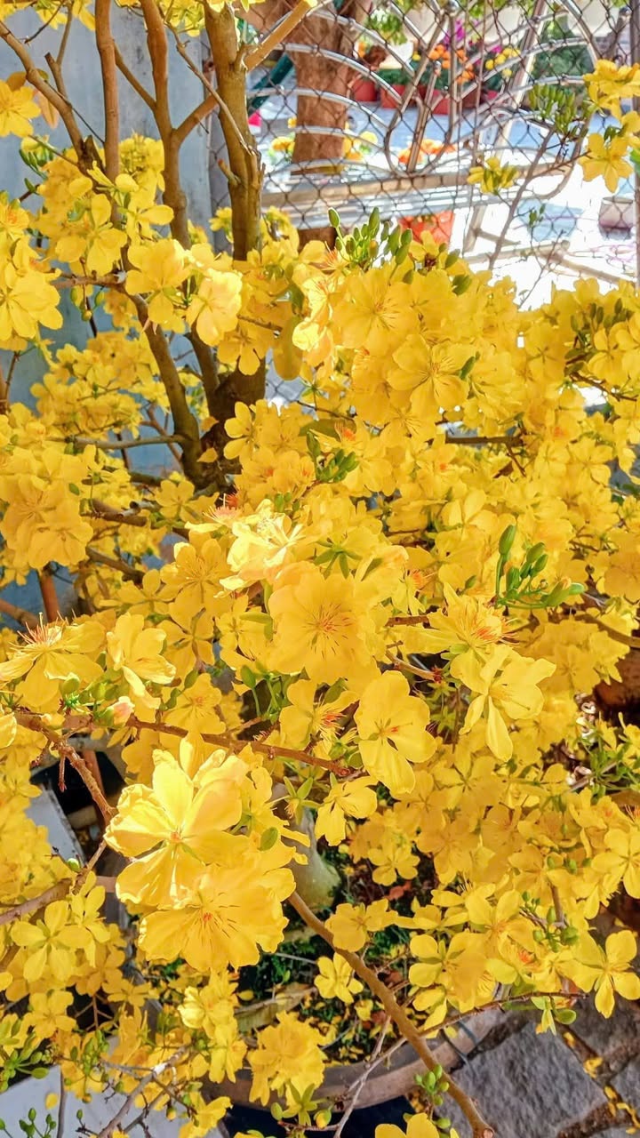 Đất nền Long Mỹ Đất Đỏ 195m² - Đường ô tô, sổ đỏ chính chủ!