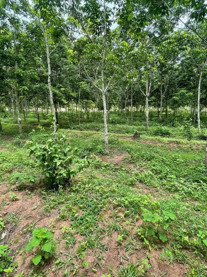 Đất vườn Ea H'leo 20.000m² 1.5 tỷ - Sổ hồng rõ ràng