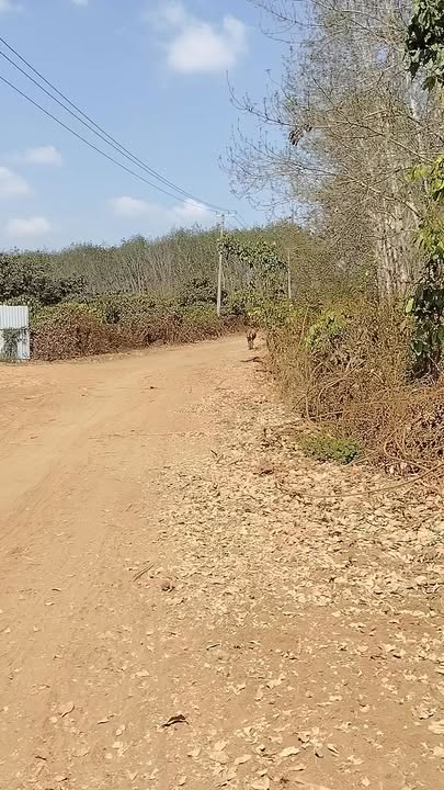 Đất vườn Ia Pnôn Đức Cơ 2520m² giá 900 triệu - Tiềm năng tăng giá!