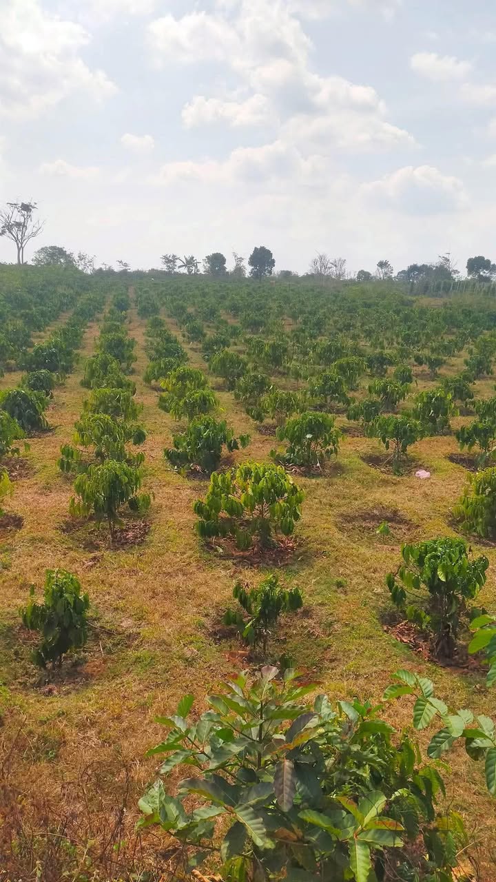 Đất vườn Nam Yang Đăk Đoa 3060m² giá 1.7 tỷ - Tiềm năng tăng giá