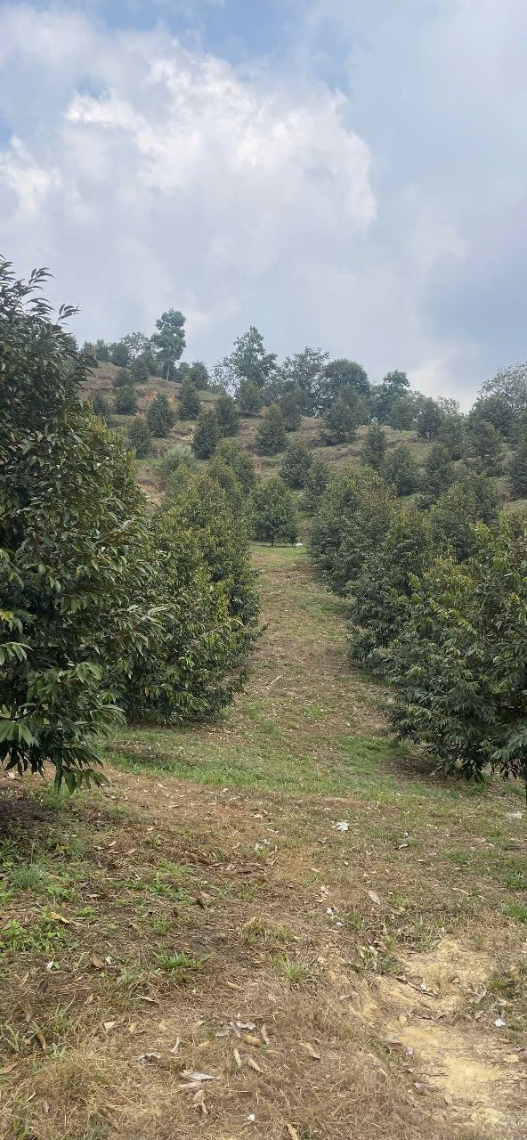 Bán Farm Sầu Riêng Mỹ Đức Đạ Tẻh 1ha Giá 1.9 Tỷ - Nghỉ Dưỡng Lý Tưởng!