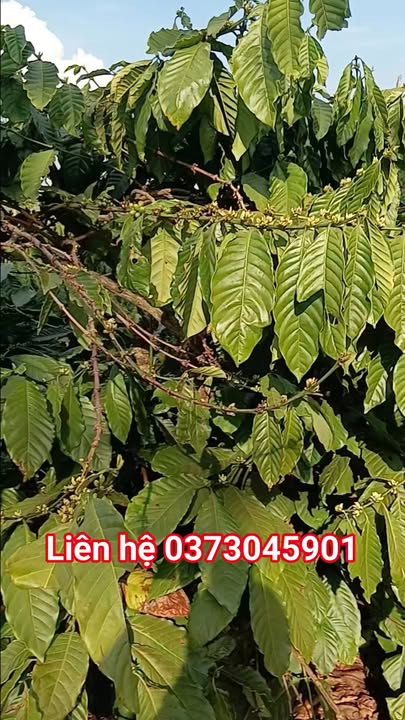 Bán Gấp Đất Vườn 1.3ha Đắk Song, Đắk Nông - Có Hồ Riêng, Giá Đầu Tư 1.55 Tỷ