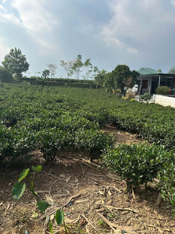 Đất Vườn Hoàng Nông 2400m² - Sổ Đỏ Rõ Ràng, Tiềm Năng Du Lịch Lớn