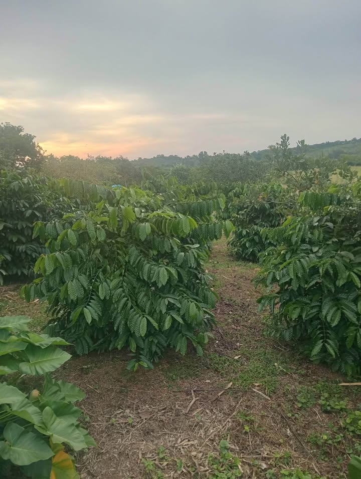 Đất kinh doanh cà phê 1ha2 tại Đắk Lắk giá 2 tỷ - Thu nhập ổn định chờ bạn đầu tư!